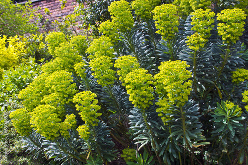 Euphorbia flowering plants in a garden.