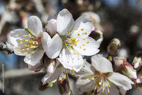 Almond-Tree in Bloom