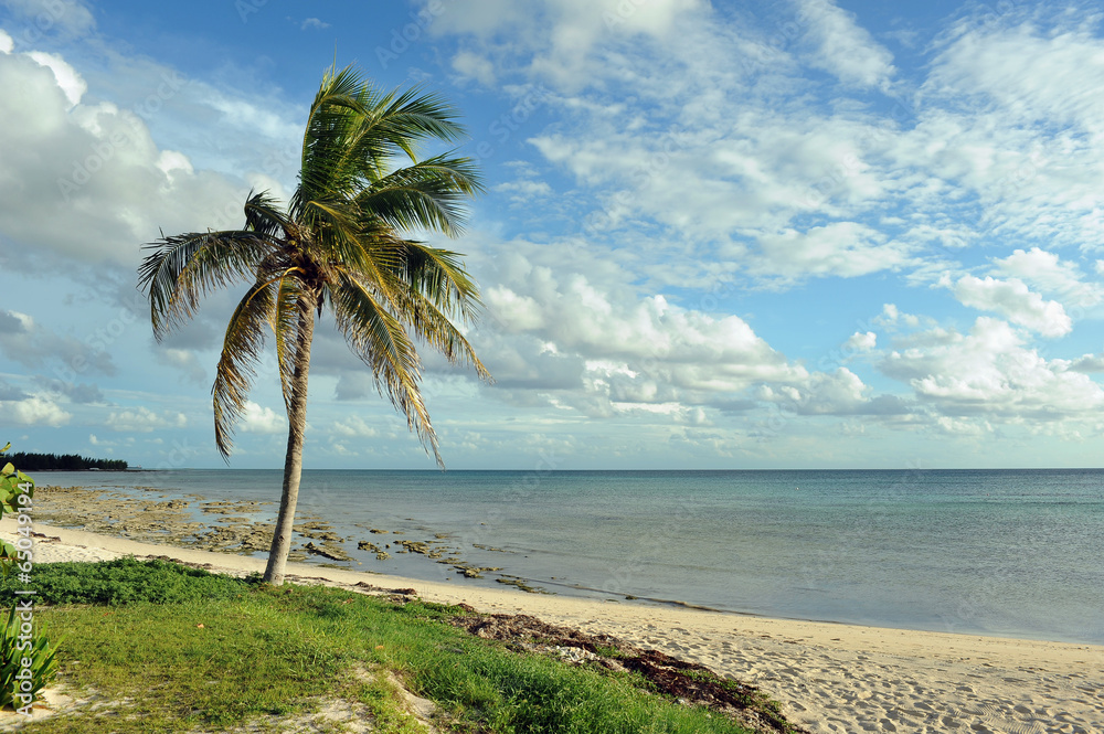 Coconut palm trees at empty tropical beach of Bahamas