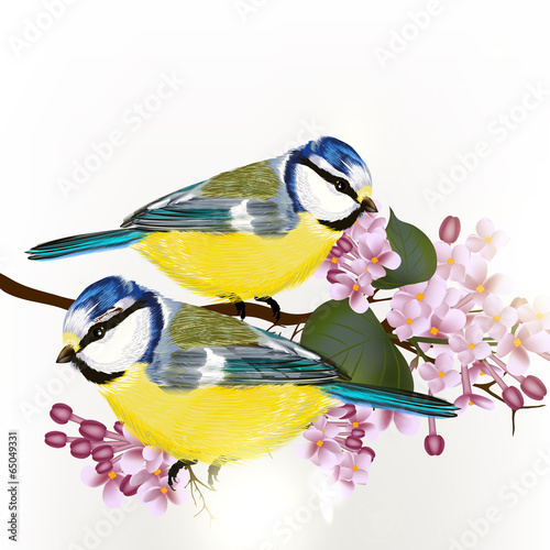 Background with vector  cute couple of birds