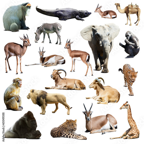 Set of african animals. Isolated on white © JackF