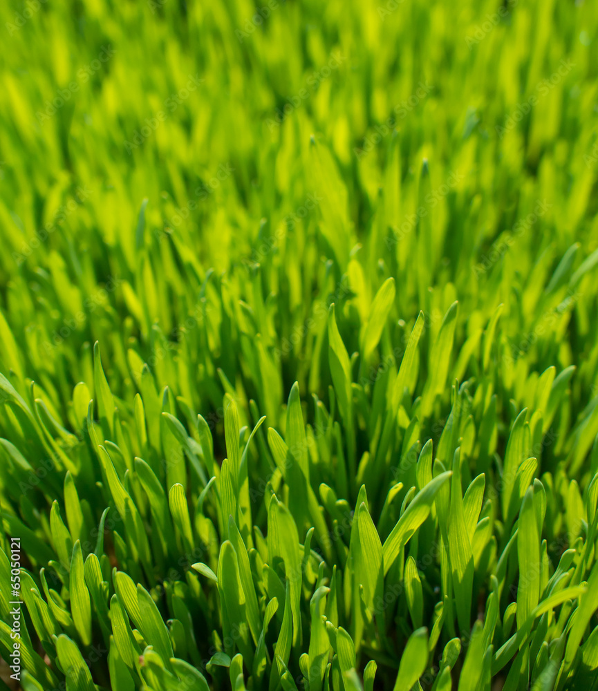 green wheat green wheat