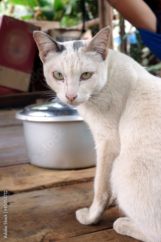 White Cat