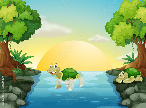 A smiling turtle at the river