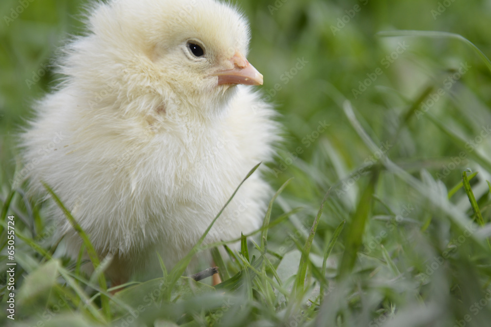 Chicken. Chicken.