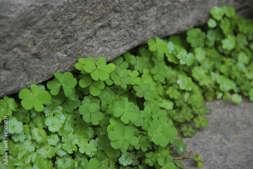 Canvas Print The image of beautiful nature