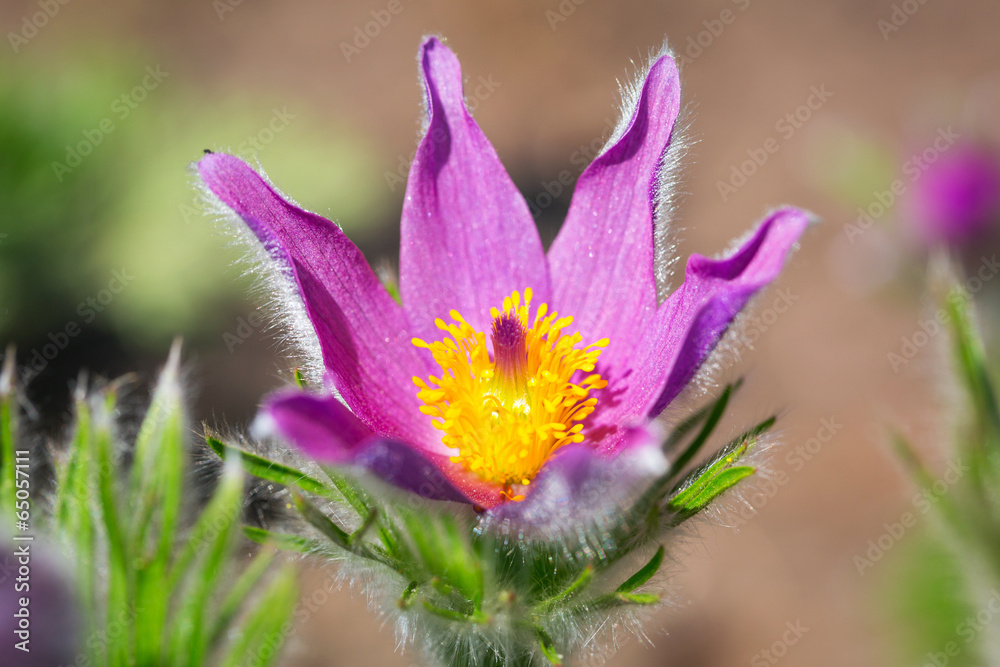 Pasque flowers in the spring garden Pasque flowers in the spring garden