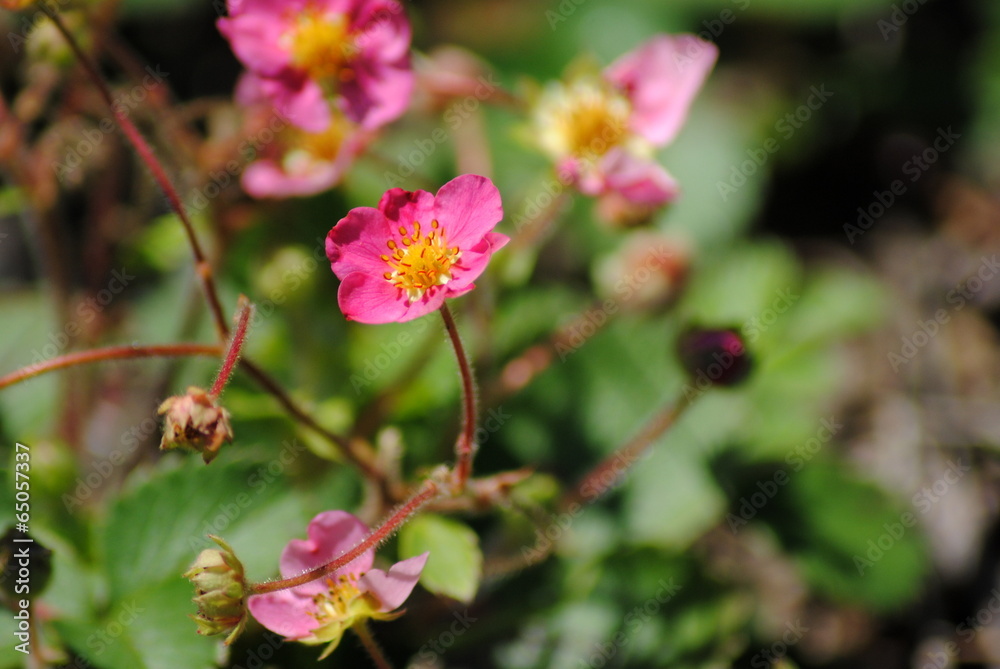 Bodendecker Erdbeere