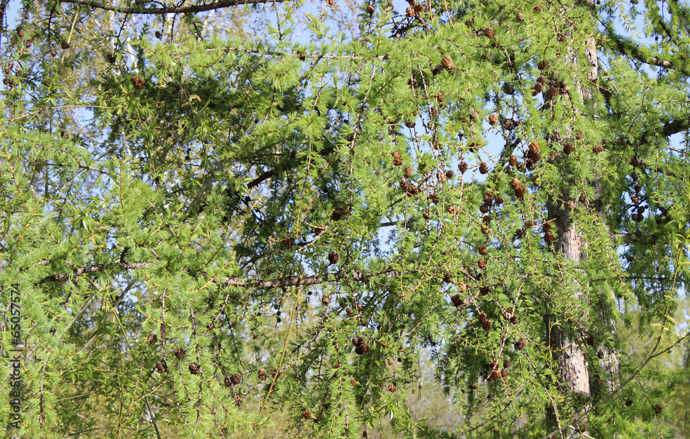 Larch cones Larch cones