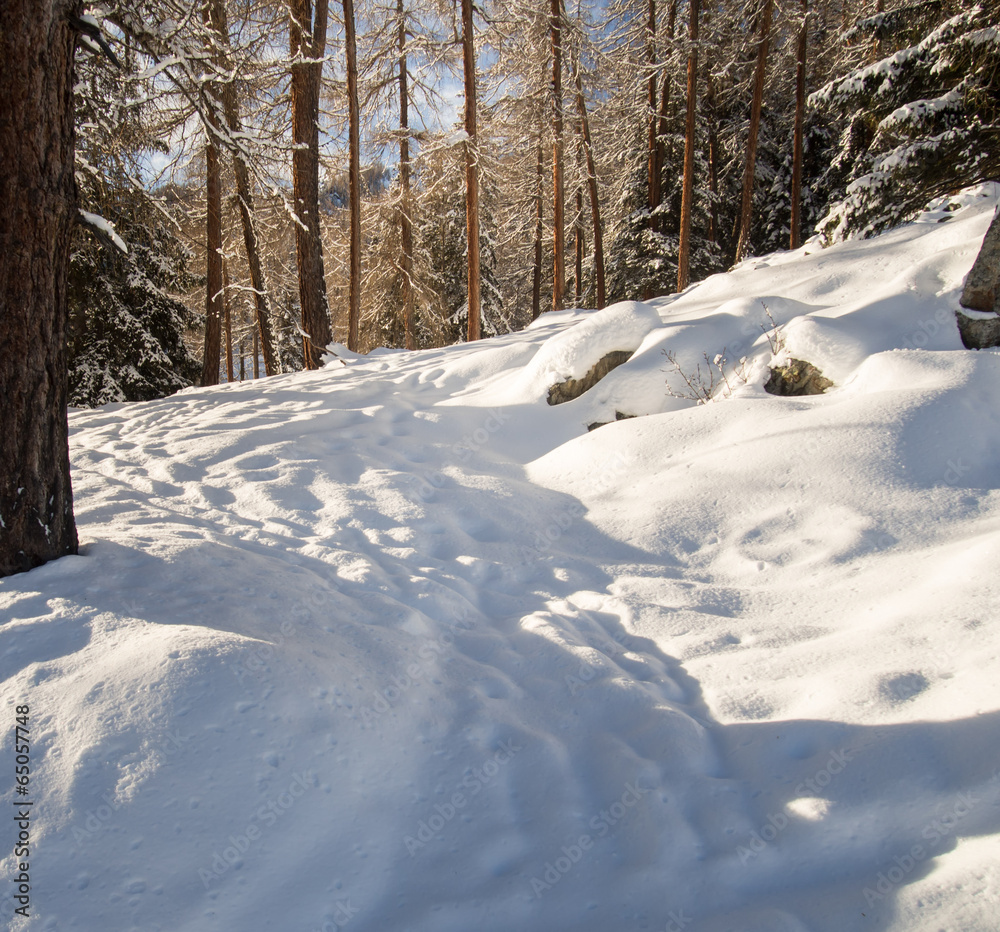 On a walk through a winter forest On a walk through a winter forest
