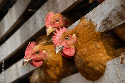 Canvas Print The image of animal