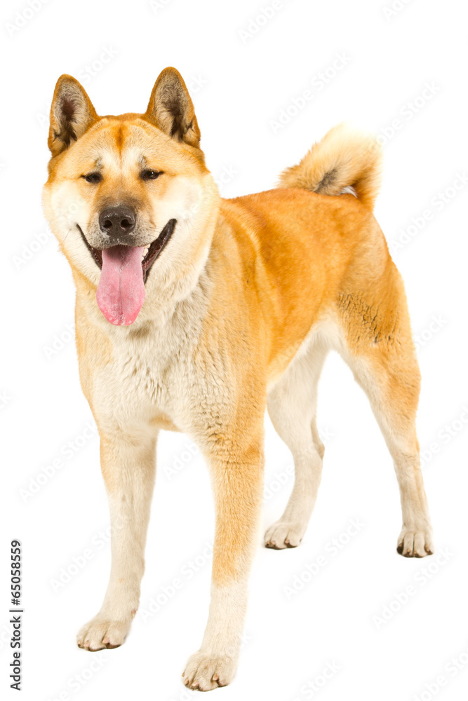 Akita Inu sitting