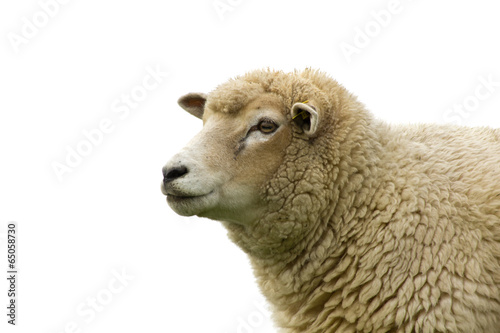 sheep isolated on white background