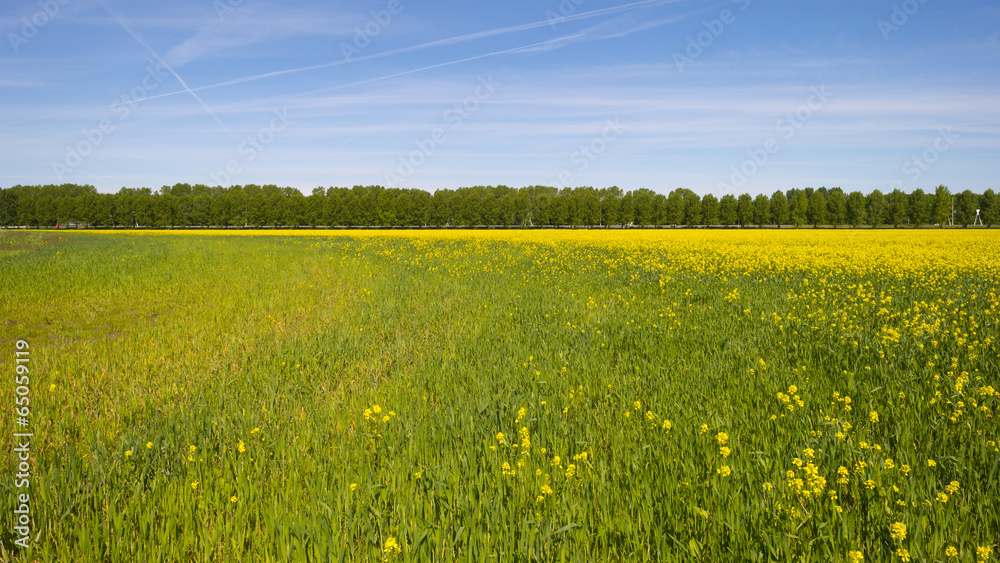 Row of trees along a field in spring Row of trees along a field in spring