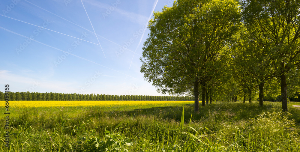Row of trees along a field in spring