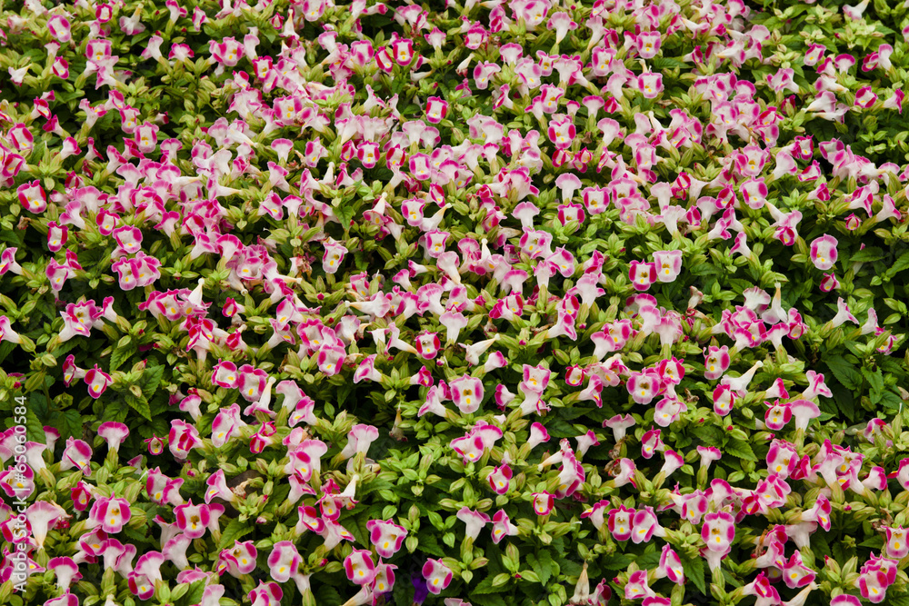 Naklejka premium The image of beautiful nature