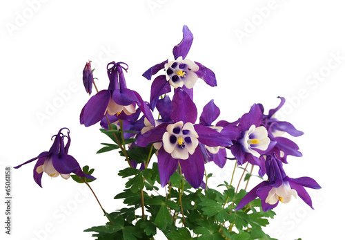 Aquilegia flower (Columbine, Grannys bonnet)