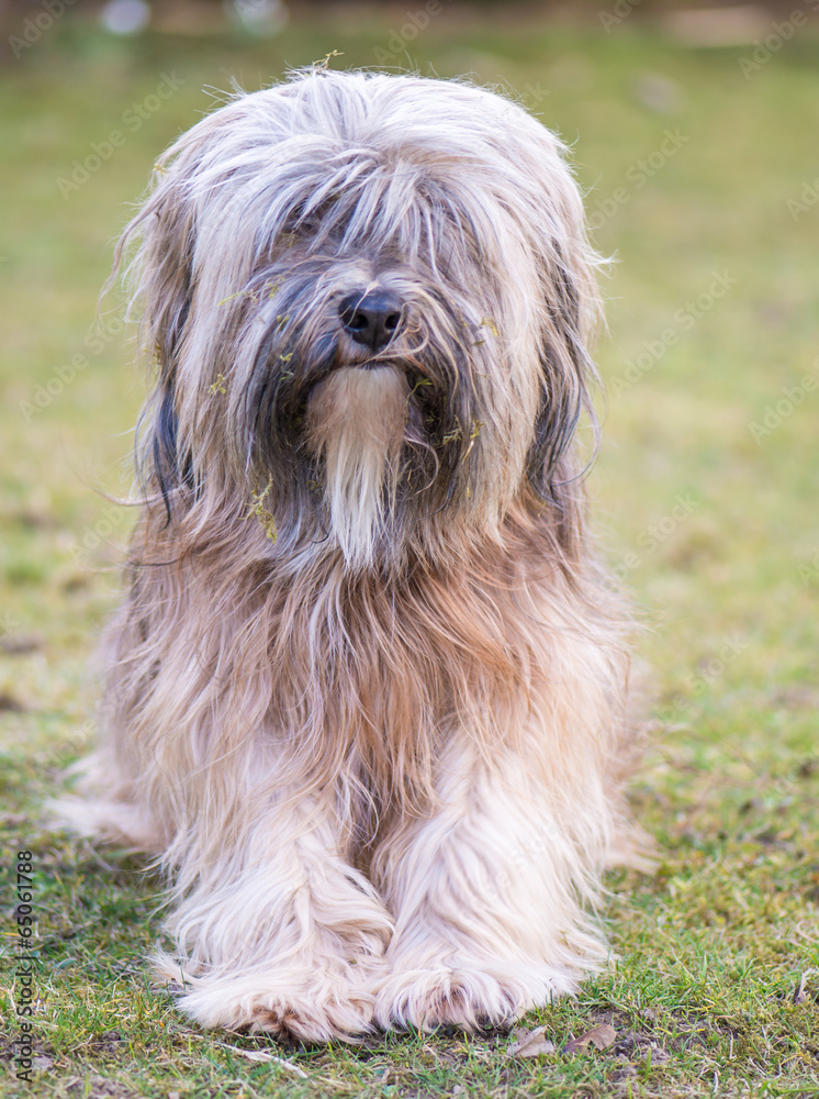 Male Tibetan Terrier Dog
