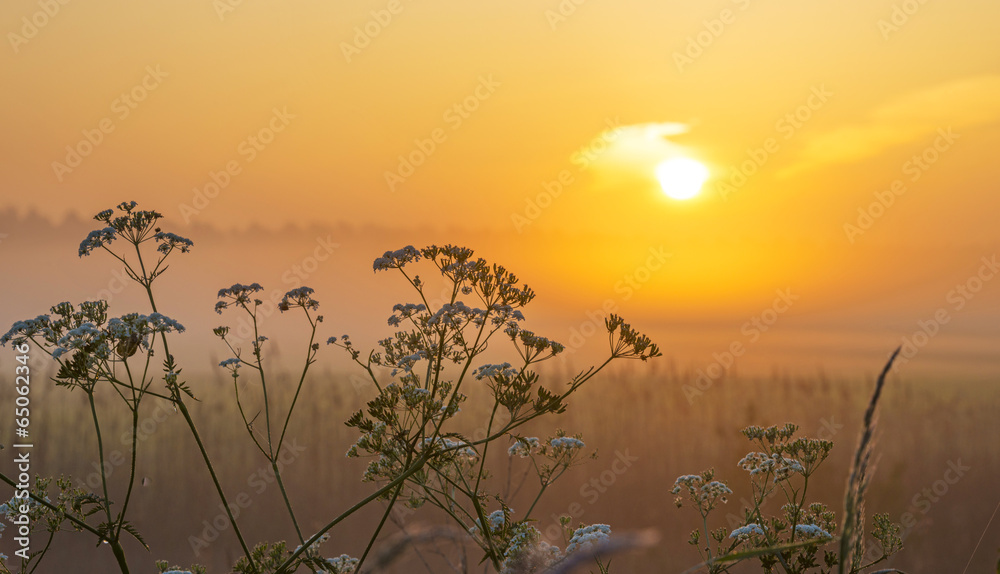 Hazy sunrise over wild flowers in spring