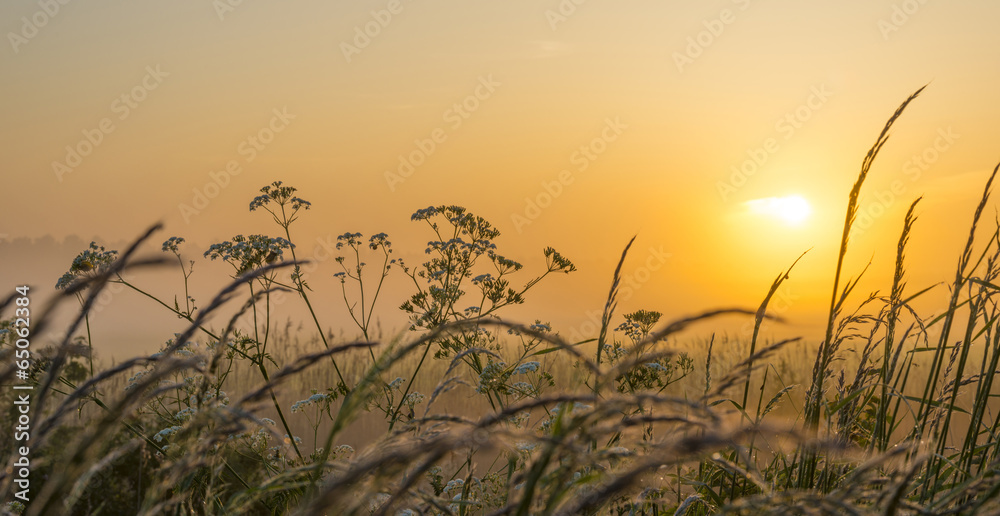 Hazy sunrise over wild flowers in spring