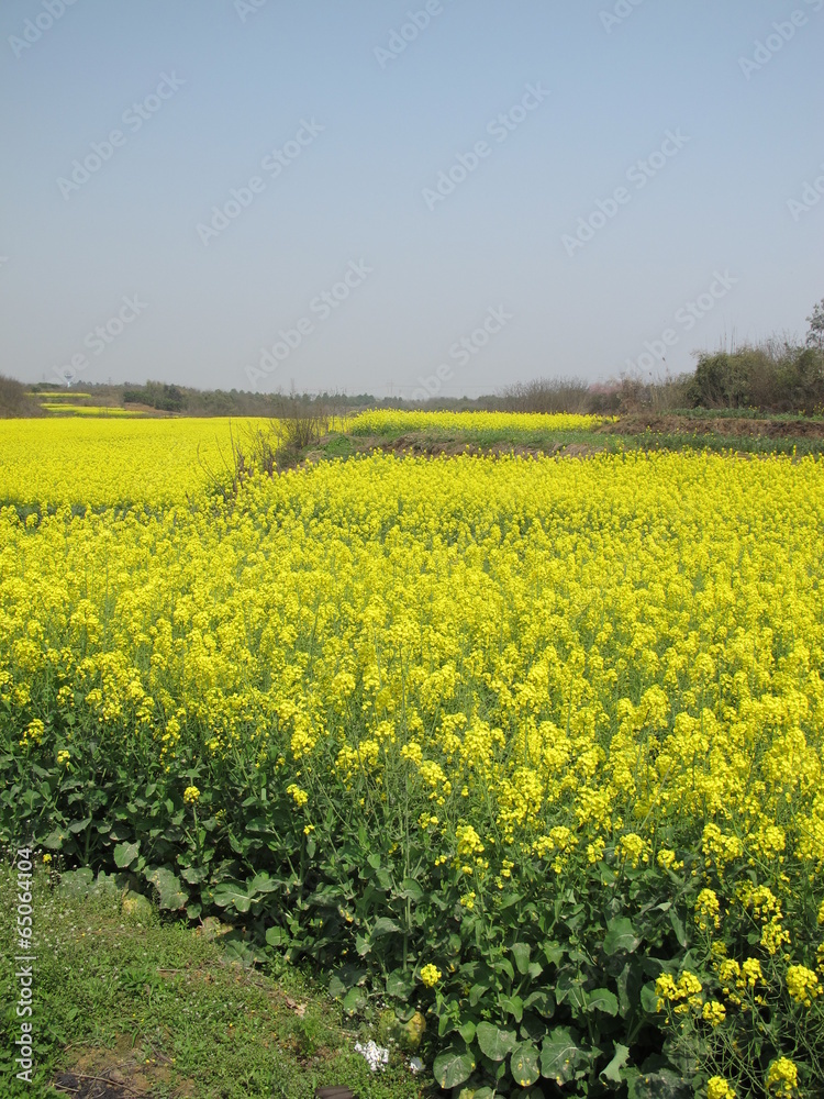 Fototapeta premium The image of beautiful nature