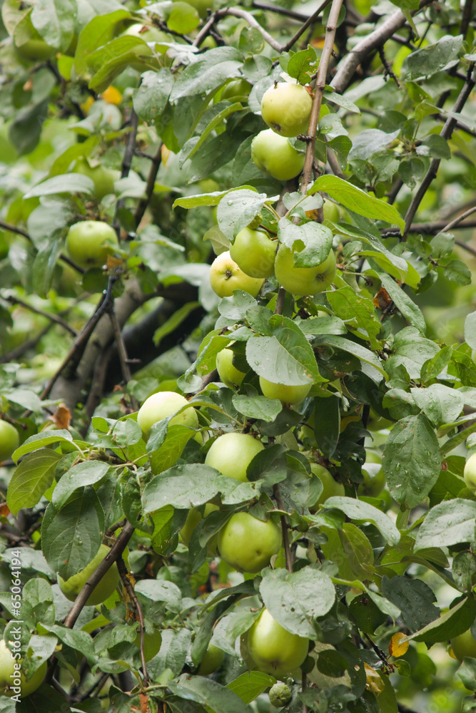 Green apples on apple-tree branch