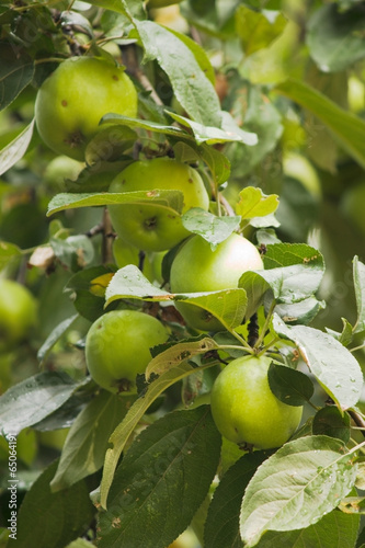 Some green apples on apple-tree branch