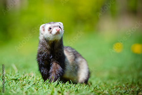 adorable ferret portrait photo