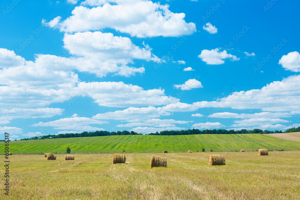 Fototapeta premium Fresh hay rolls in a field