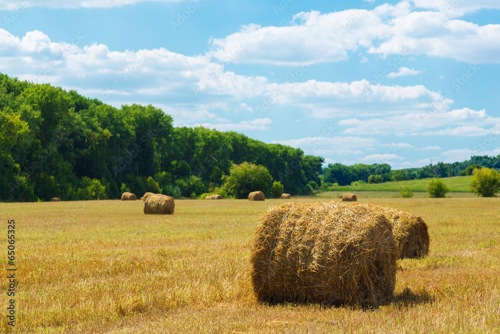 Fresh hay rolls in a field