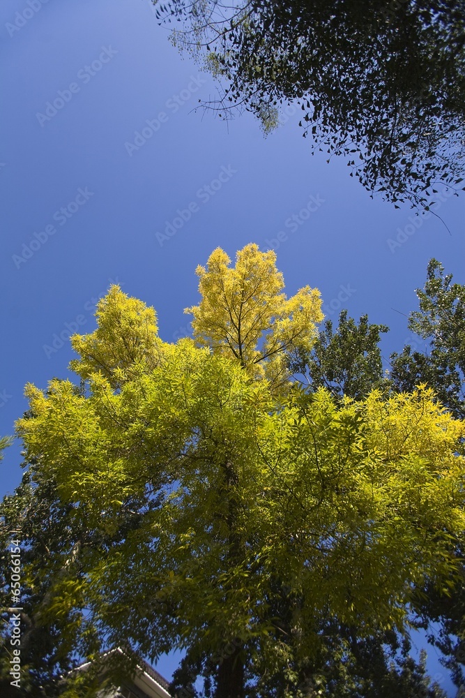 The image of landscape