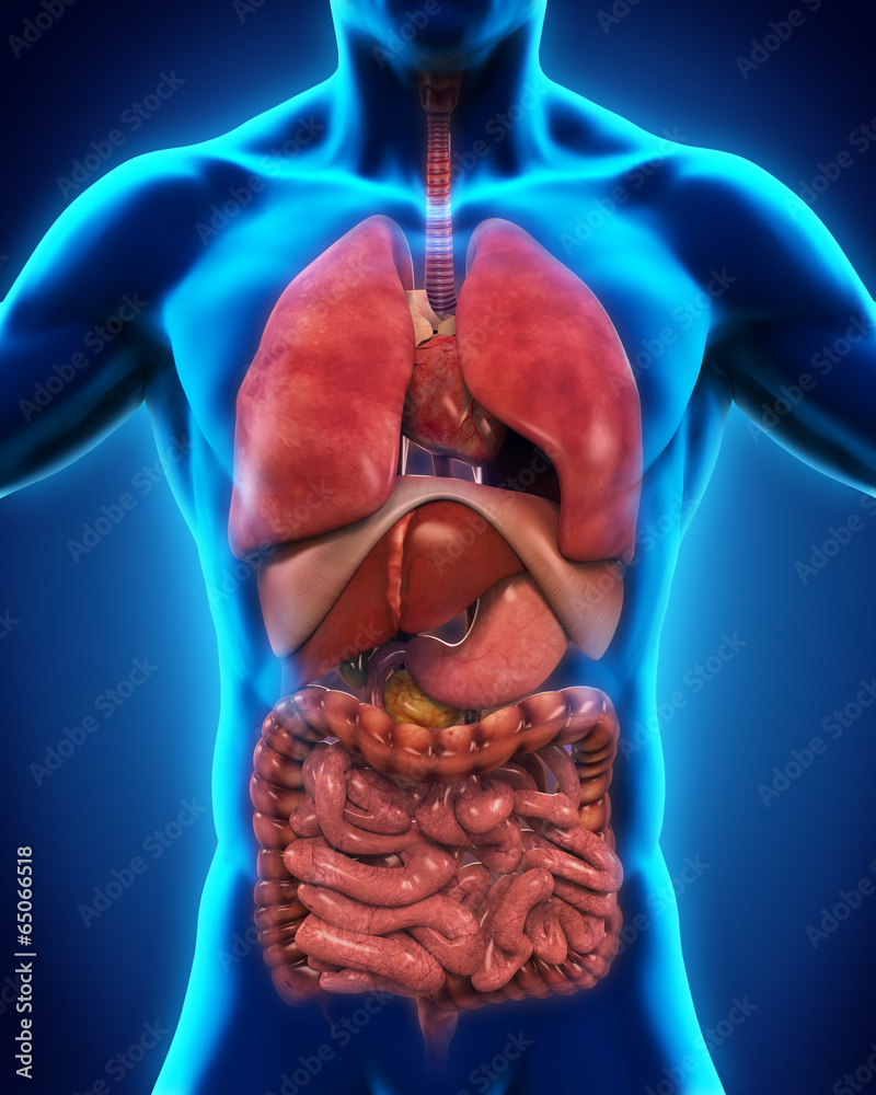 Anterior View of Human Body Stock Illustration Biology Diagrams