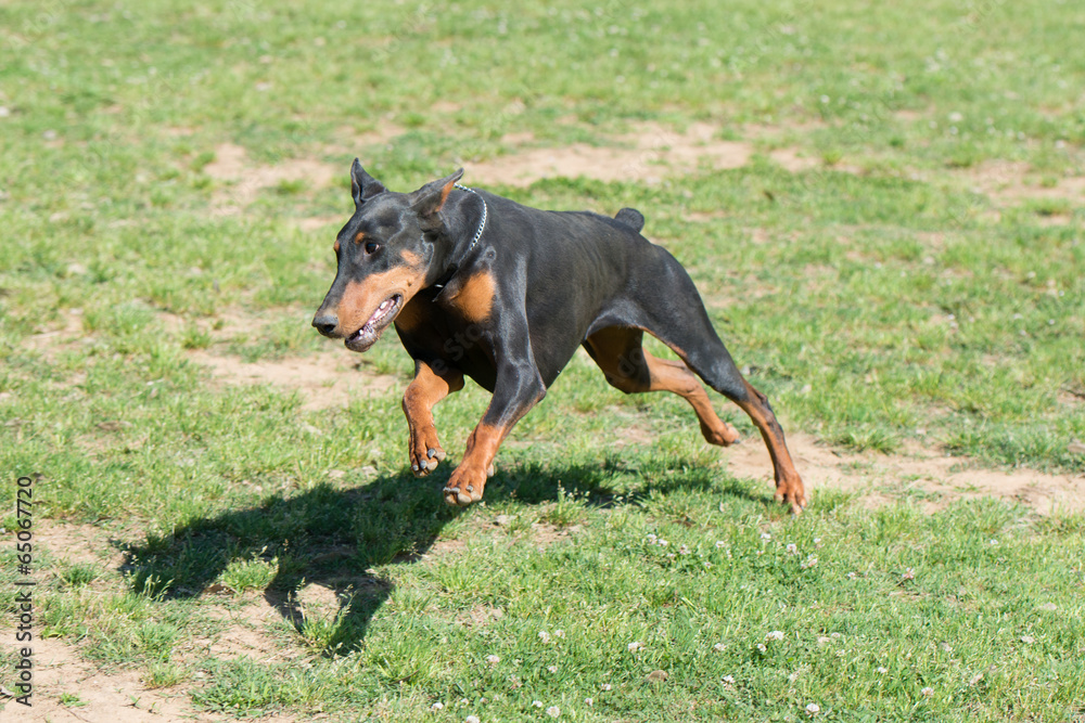 Running Doberman Running Doberman