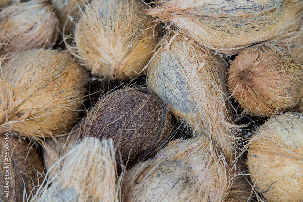 Coconuts Coconuts