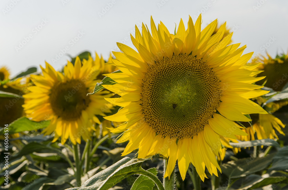 Sunflower Sunflower