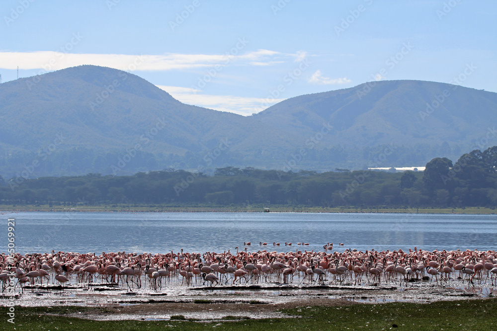 Naklejka premium Flamingos am Lake Naivasha, Kenia