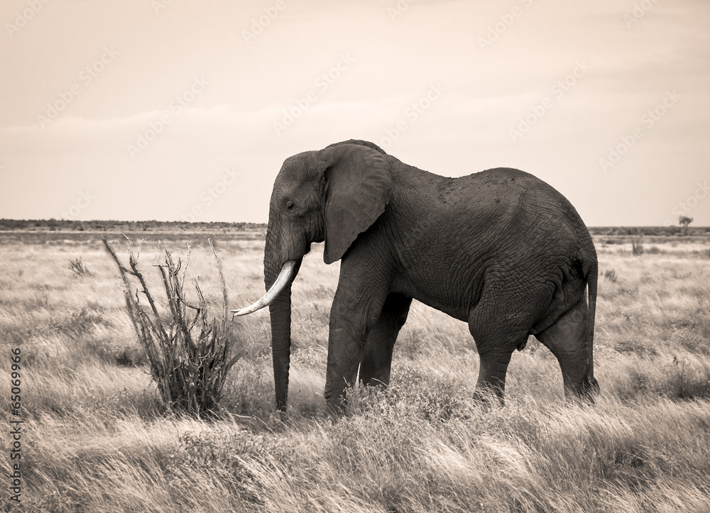 Lone elephant in sepia with bush