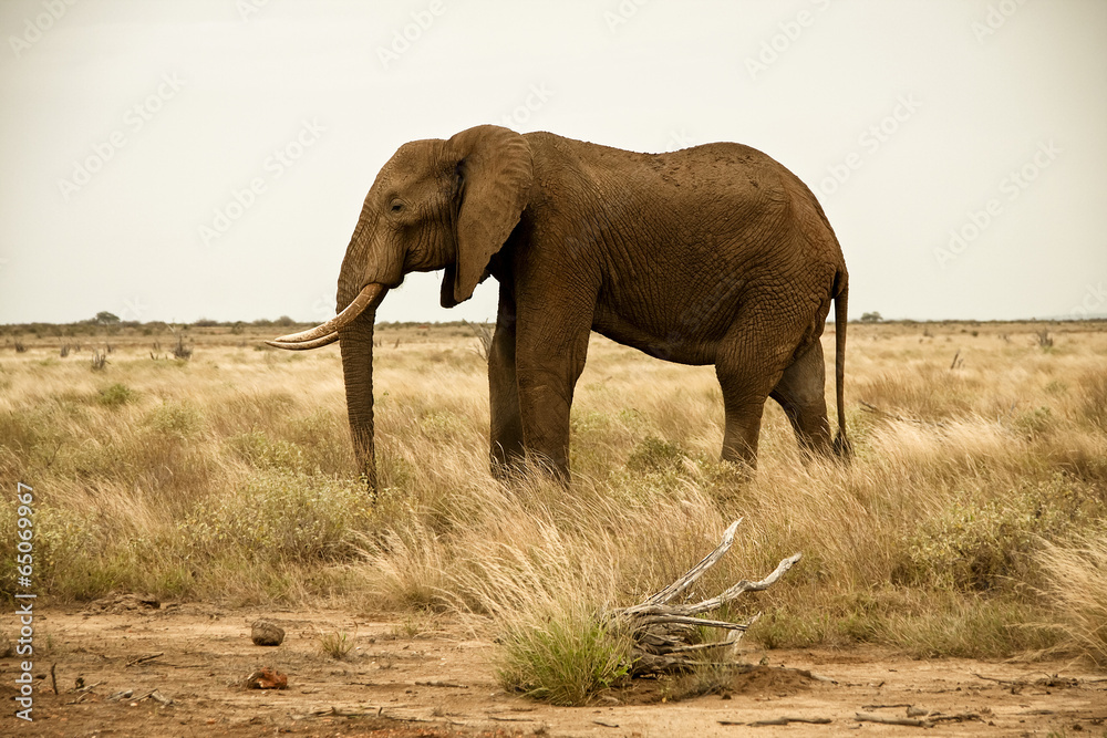 Lone elephant walking in savanna