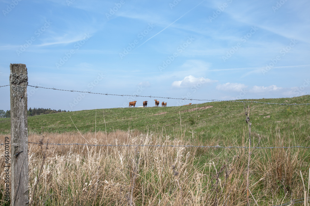 Cows on a hill Cows on a hill