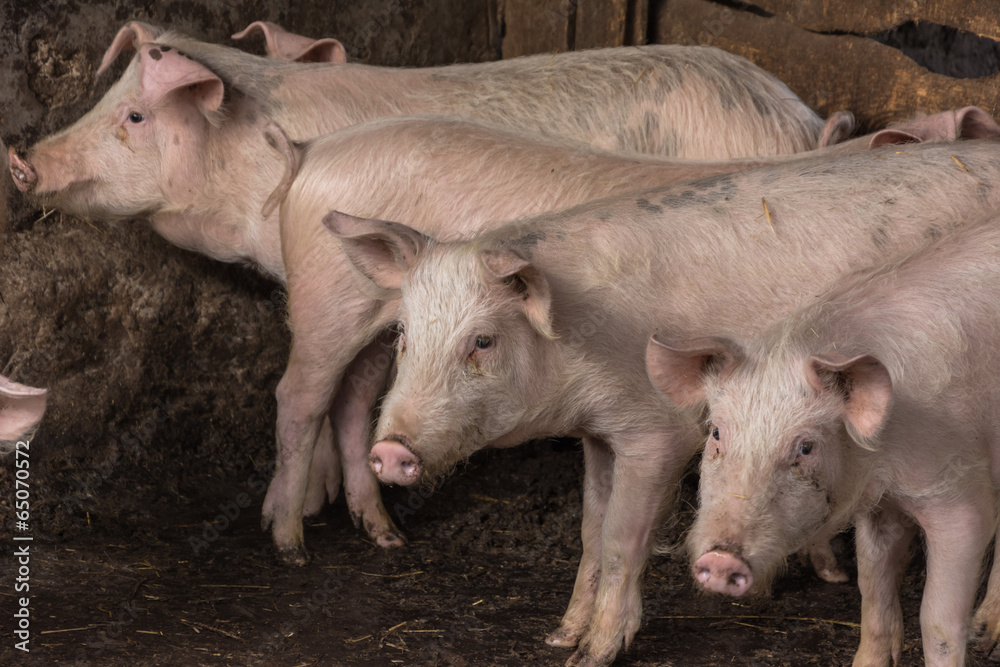 Pigs on a farm paddock Pigs on a farm paddock