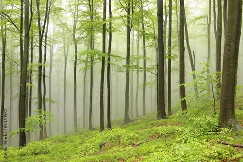 Dekoracja na wymiar  beech-trees-surrounded-by-fog-on-a-rainy-spring-day