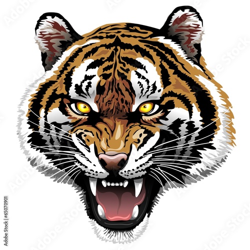 Fototapeta Naklejka Na Ścianę i Meble -  The Tiger Roar