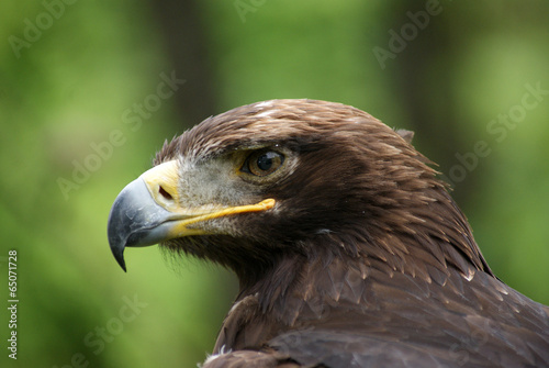 eagle close up