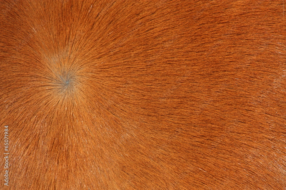 custom made wallpaper toronto digitalClose up of brown horse fur