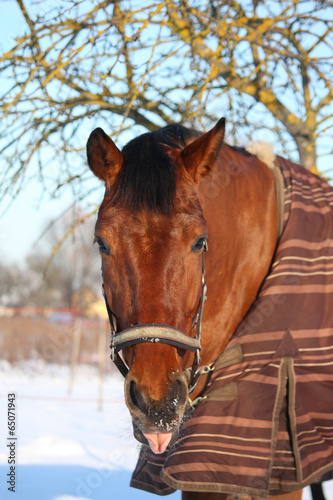 Brown horse portrait in winter