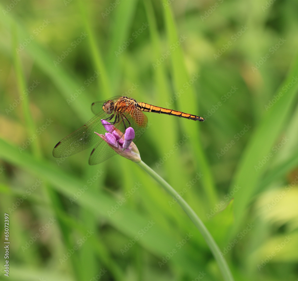 dragonfly on the flower in garden