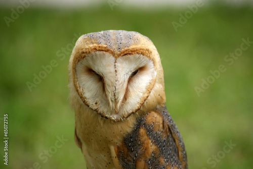 barn owl close up