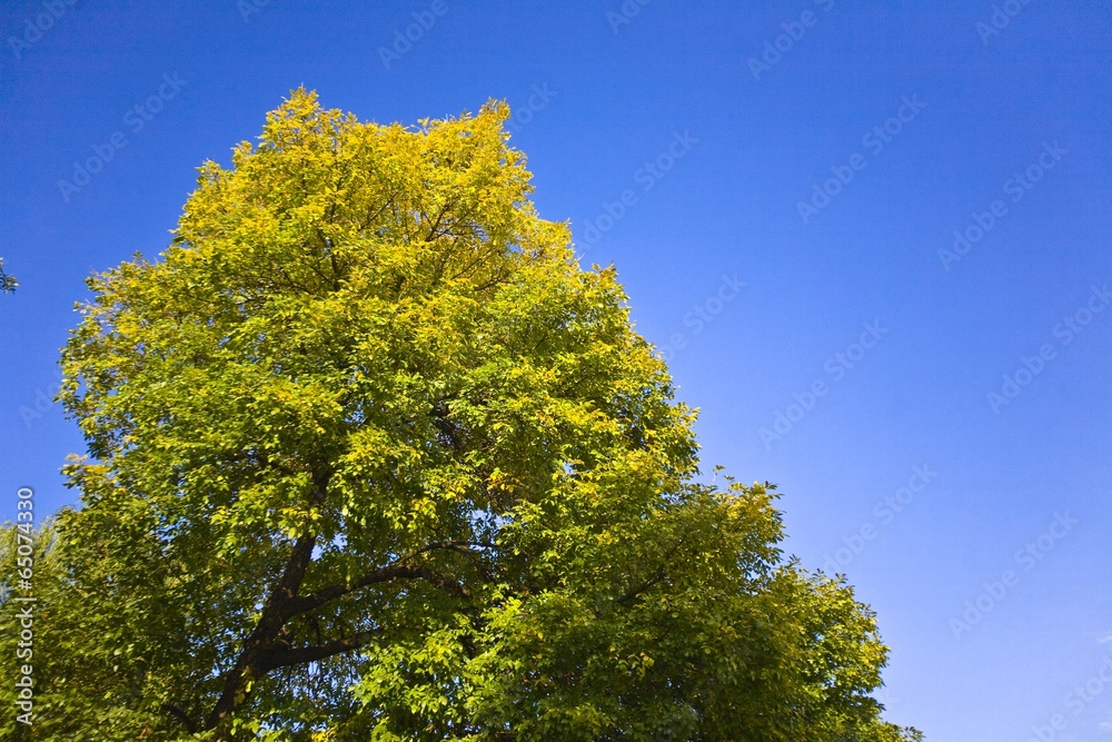 The image of beautiful nature