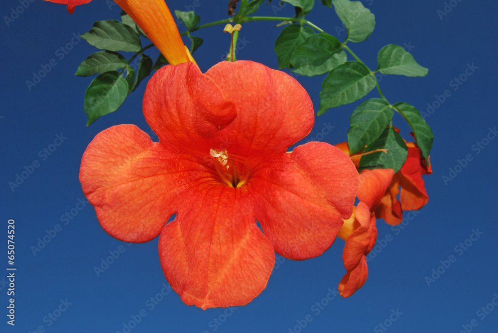 Enredadera de trompeta, bignomia roja, flor foto de Stock | Adobe Stock