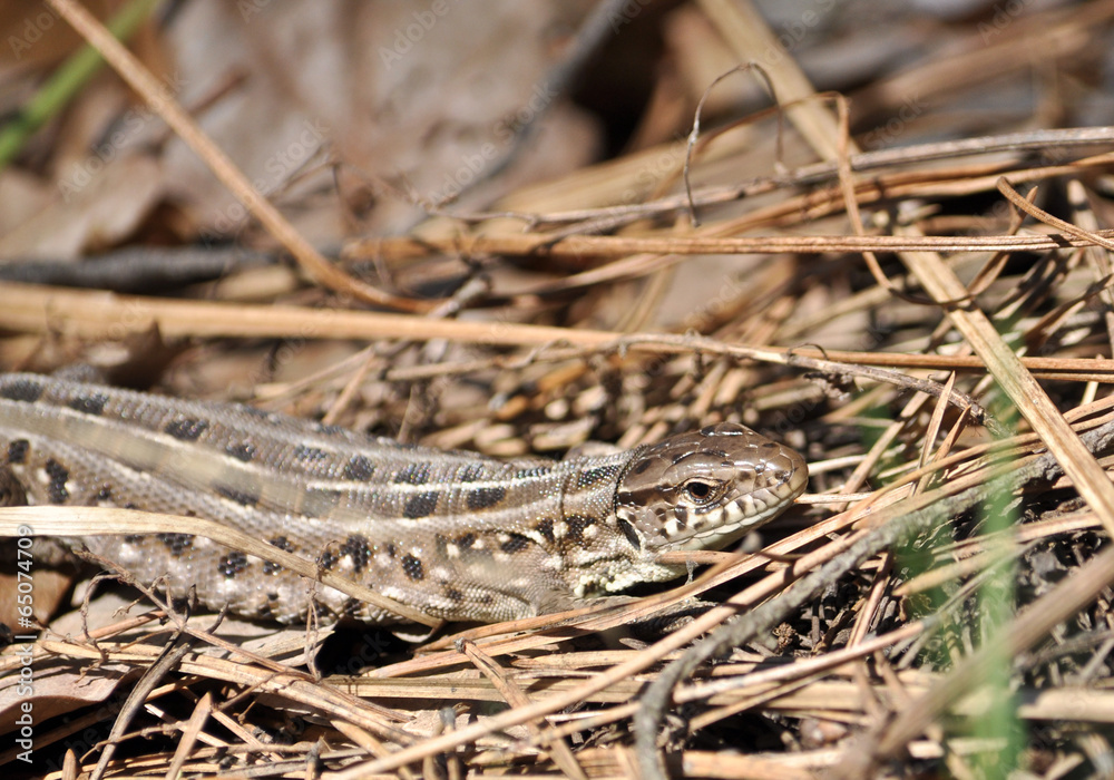 Naklejka premium Grey lizard in the dry grass.